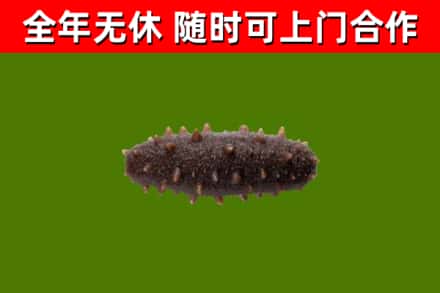 马村烟酒回收干海参.jpg